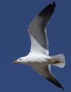 1cy fuscus in August, ringed in Finland. (81365 bytes)